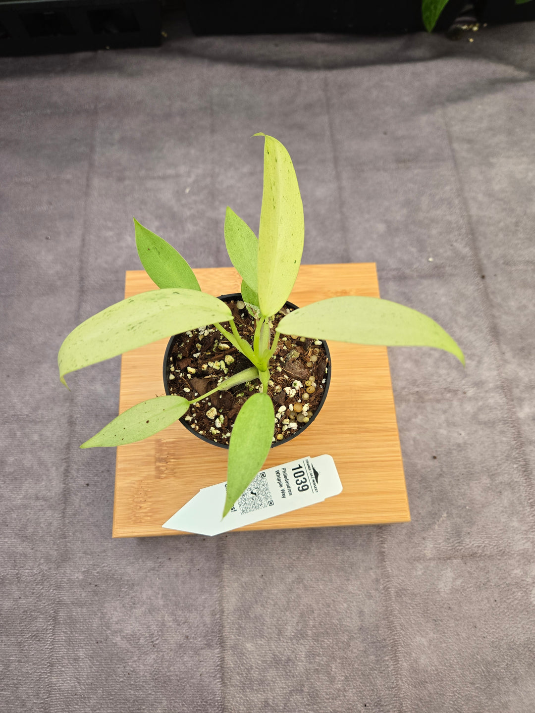 Philodendron Whipple Way (3in)-1039