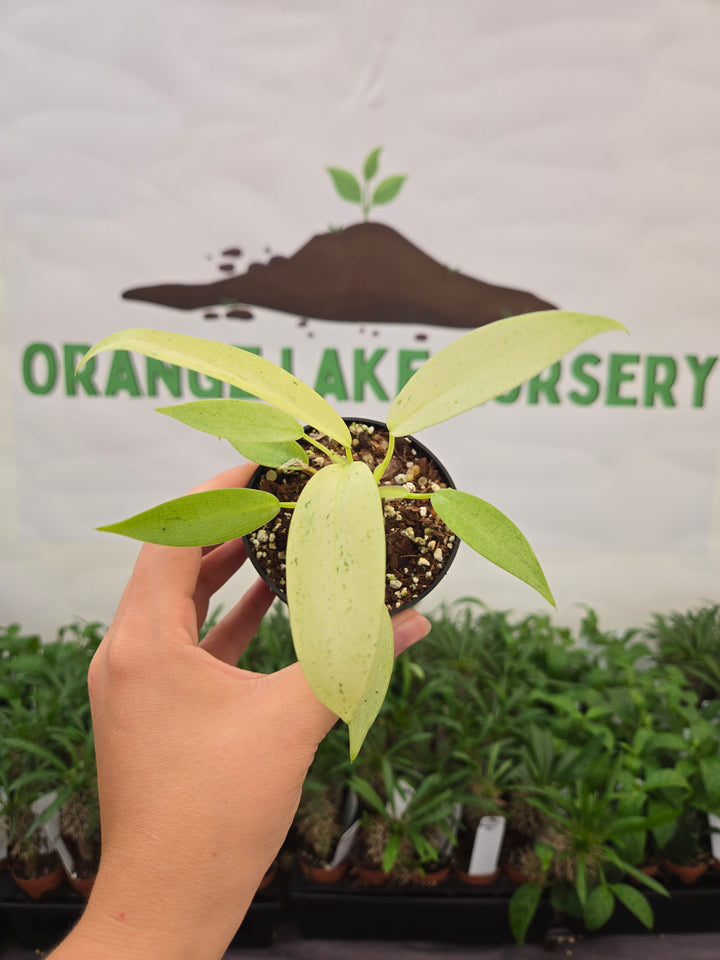 Philodendron Whipple Way (3in)-1039