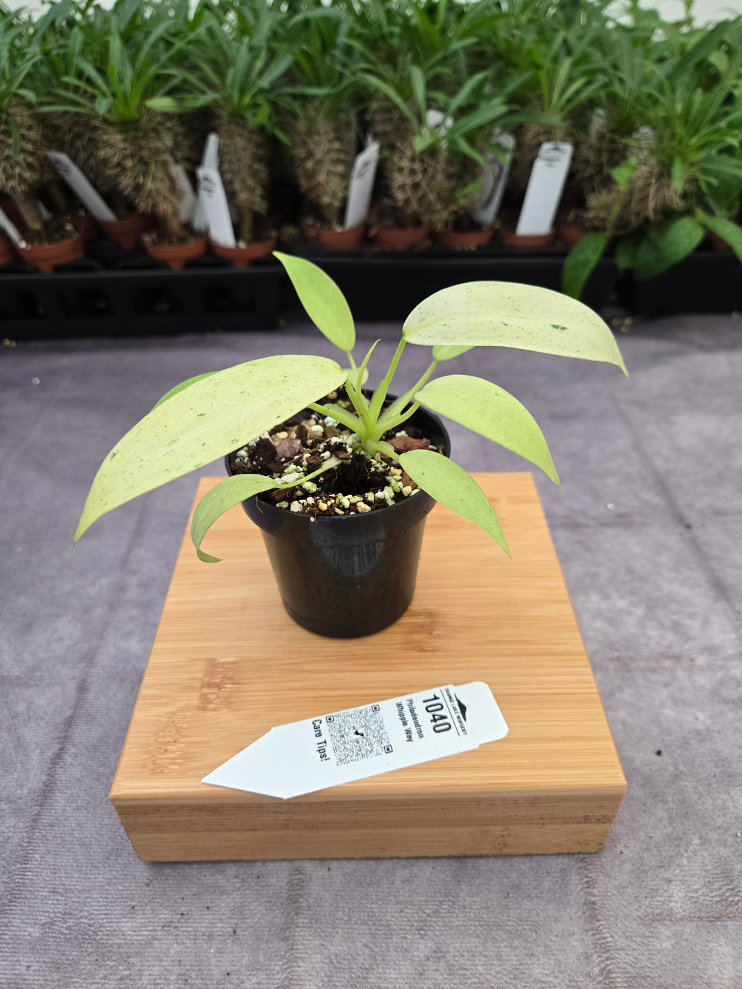 Philodendron Whipple Way (3in)-1040