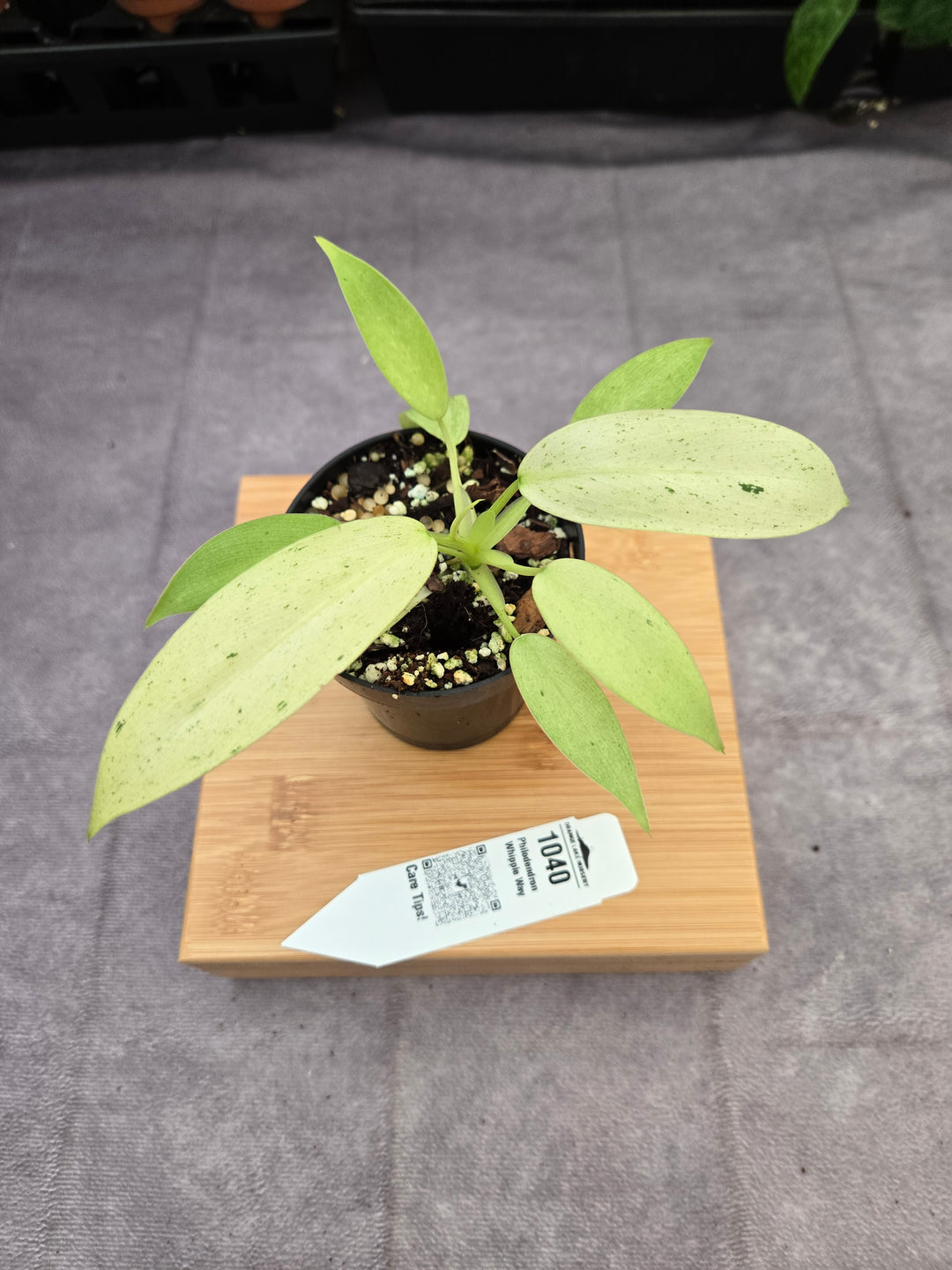 Philodendron Whipple Way (3in)-1040