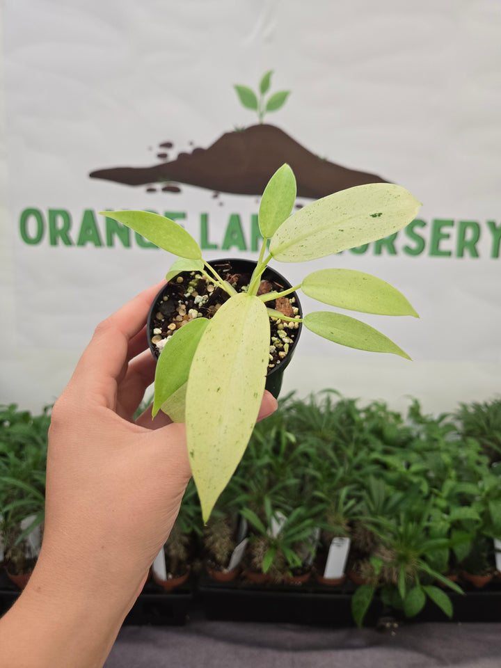 Philodendron Whipple Way (3in)-1040