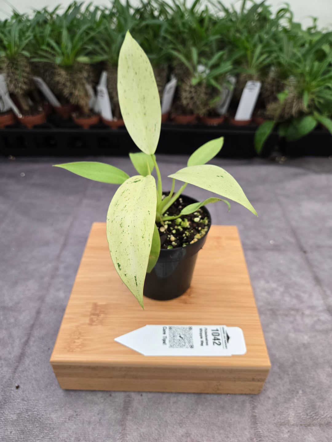 Philodendron Whipple Way (3in)-1042