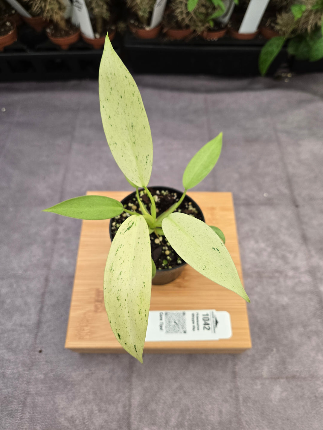 Philodendron Whipple Way (3in)-1042