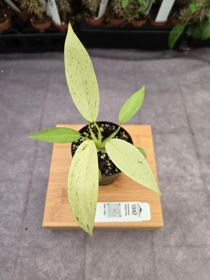 Philodendron Whipple Way (3in)-1042