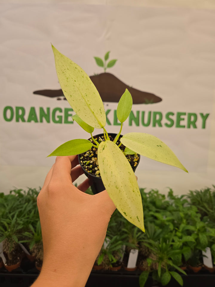 Philodendron Whipple Way (3in)-1042