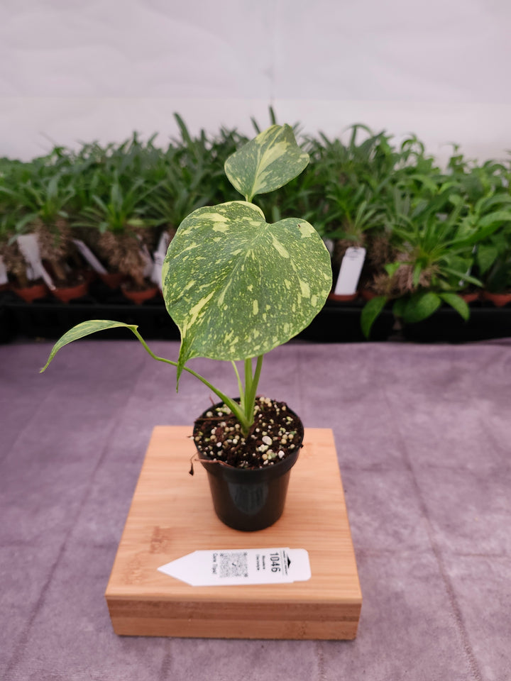 Monstera Electrolyte (3in)-1046