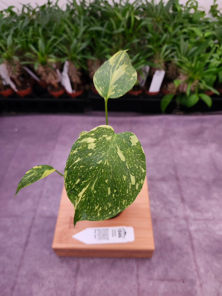 Monstera Electrolyte (3in)-1046