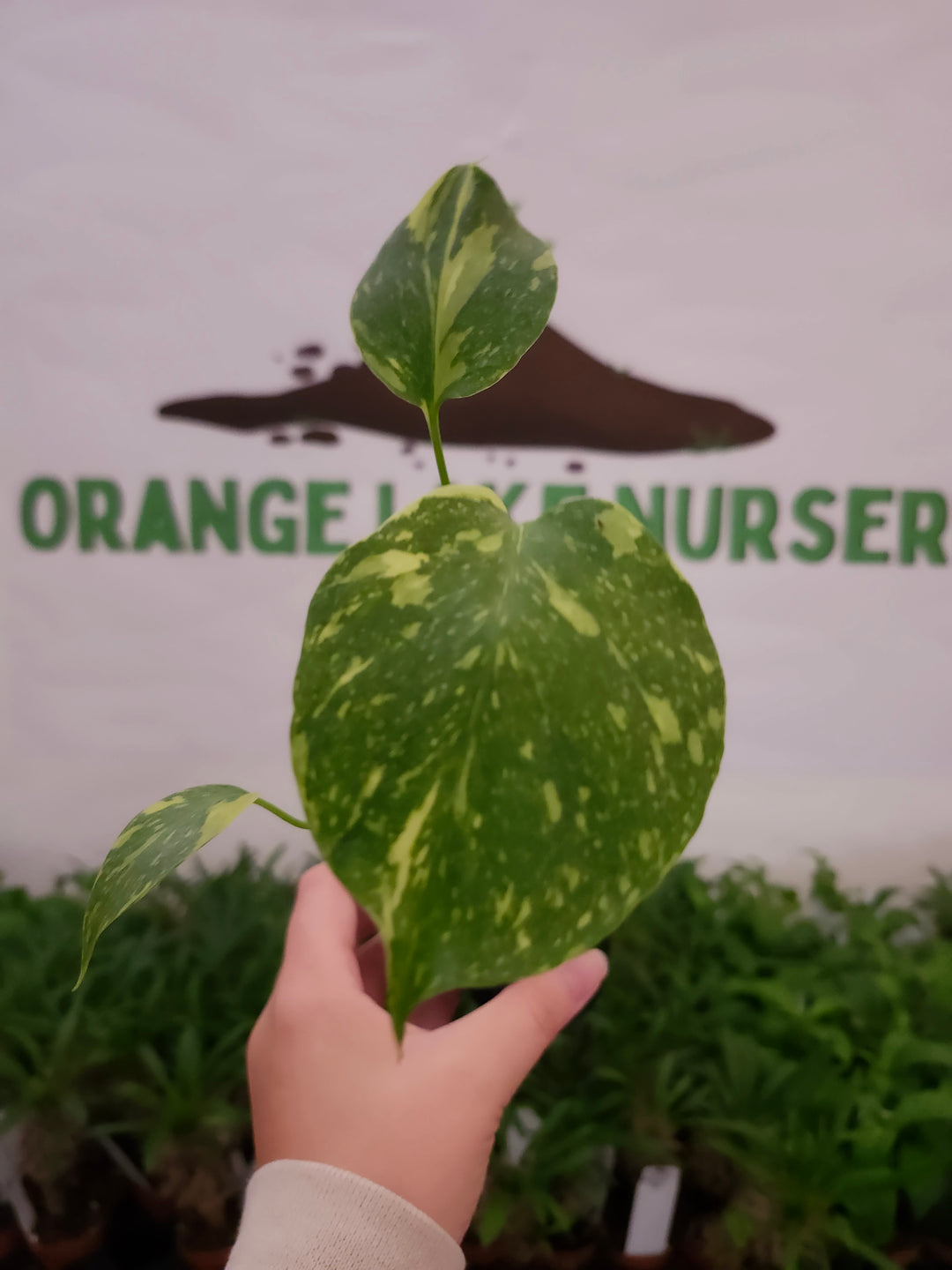 Monstera Electrolyte (3in)-1046