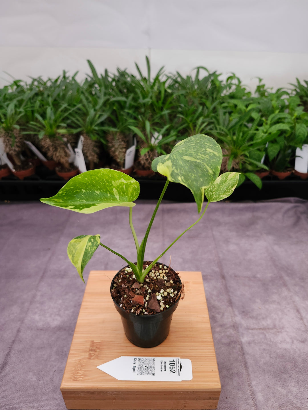Monstera Electrolyte (3in)-1052