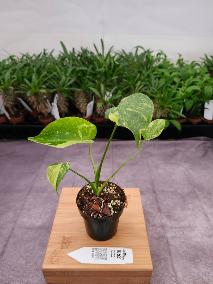 Monstera Electrolyte (3in)-1052