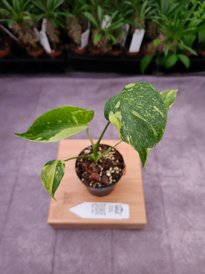 Monstera Electrolyte (3in)-1052