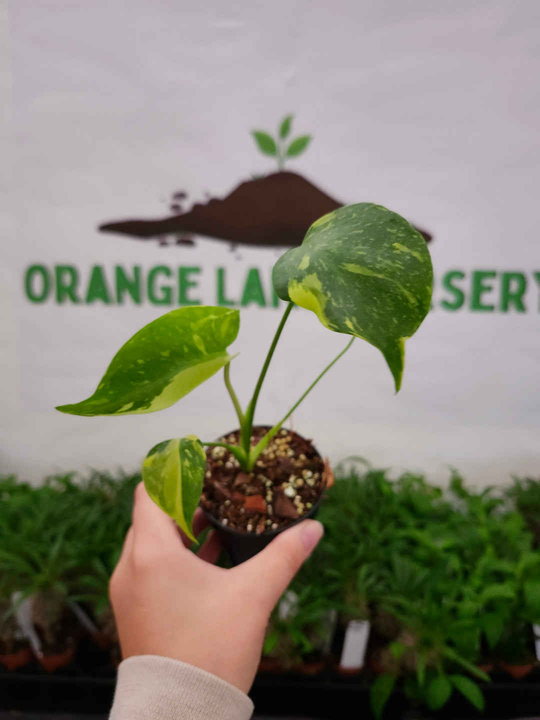 Monstera Electrolyte (3in)-1052