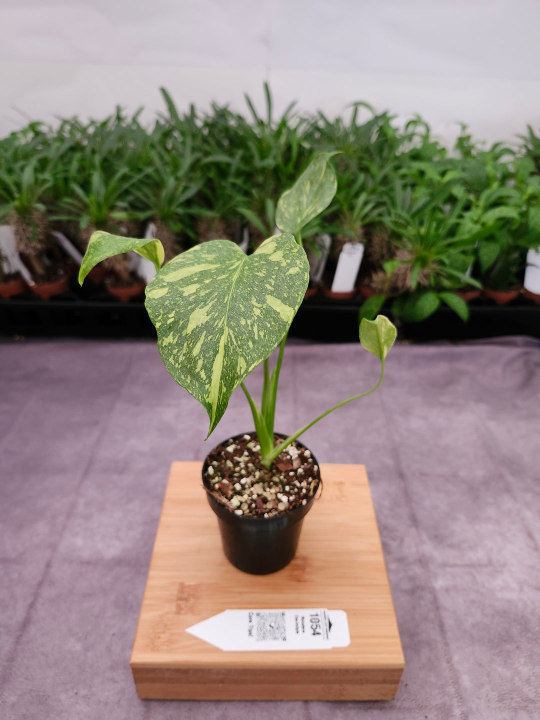 Monstera Electrolyte (3in)-1054