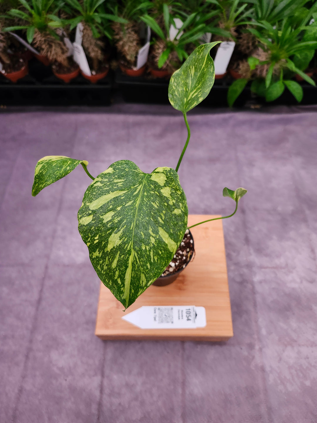 Monstera Electrolyte (3in)-1054