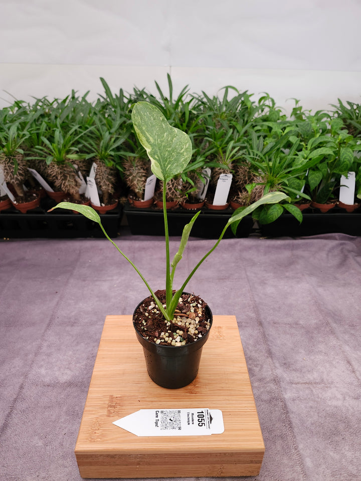 Monstera Electrolyte (3in)-1055