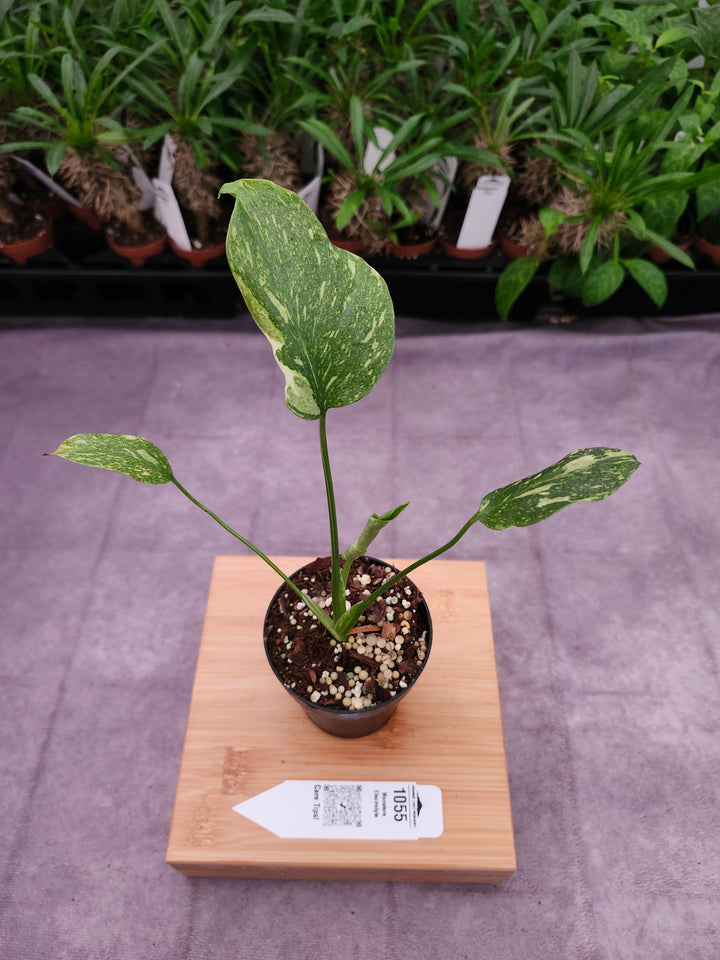 Monstera Electrolyte (3in)-1055