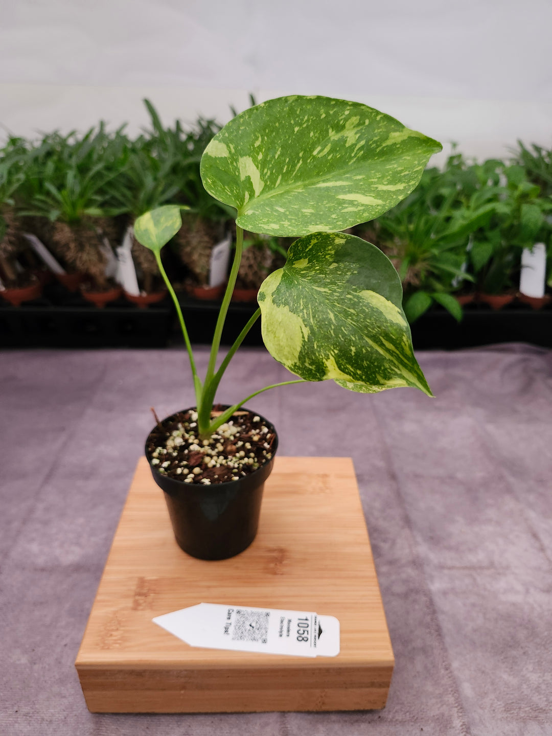 Monstera Electrolyte (3in)-1058