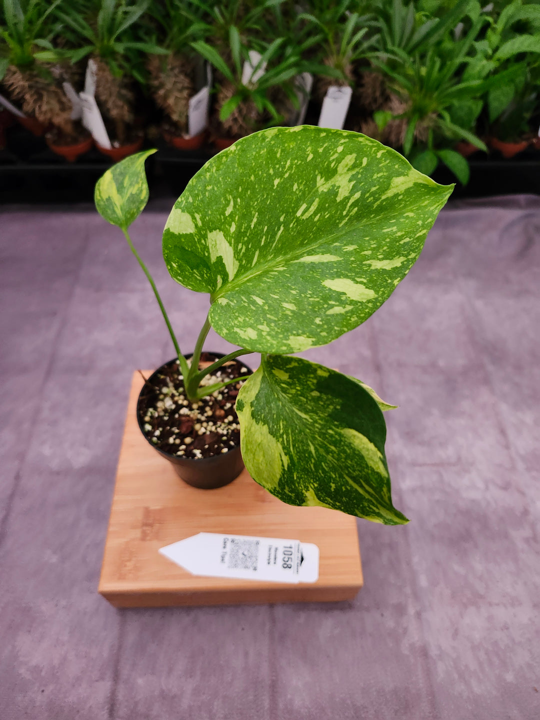 Monstera Electrolyte (3in)-1058