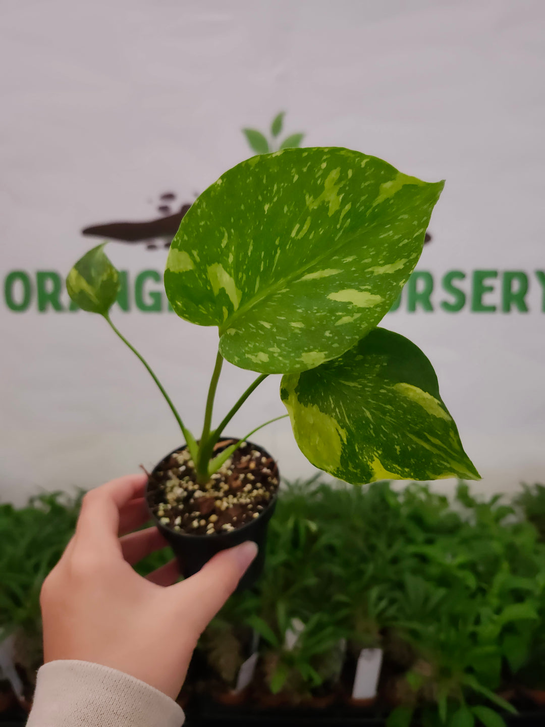 Monstera Electrolyte (3in)-1058