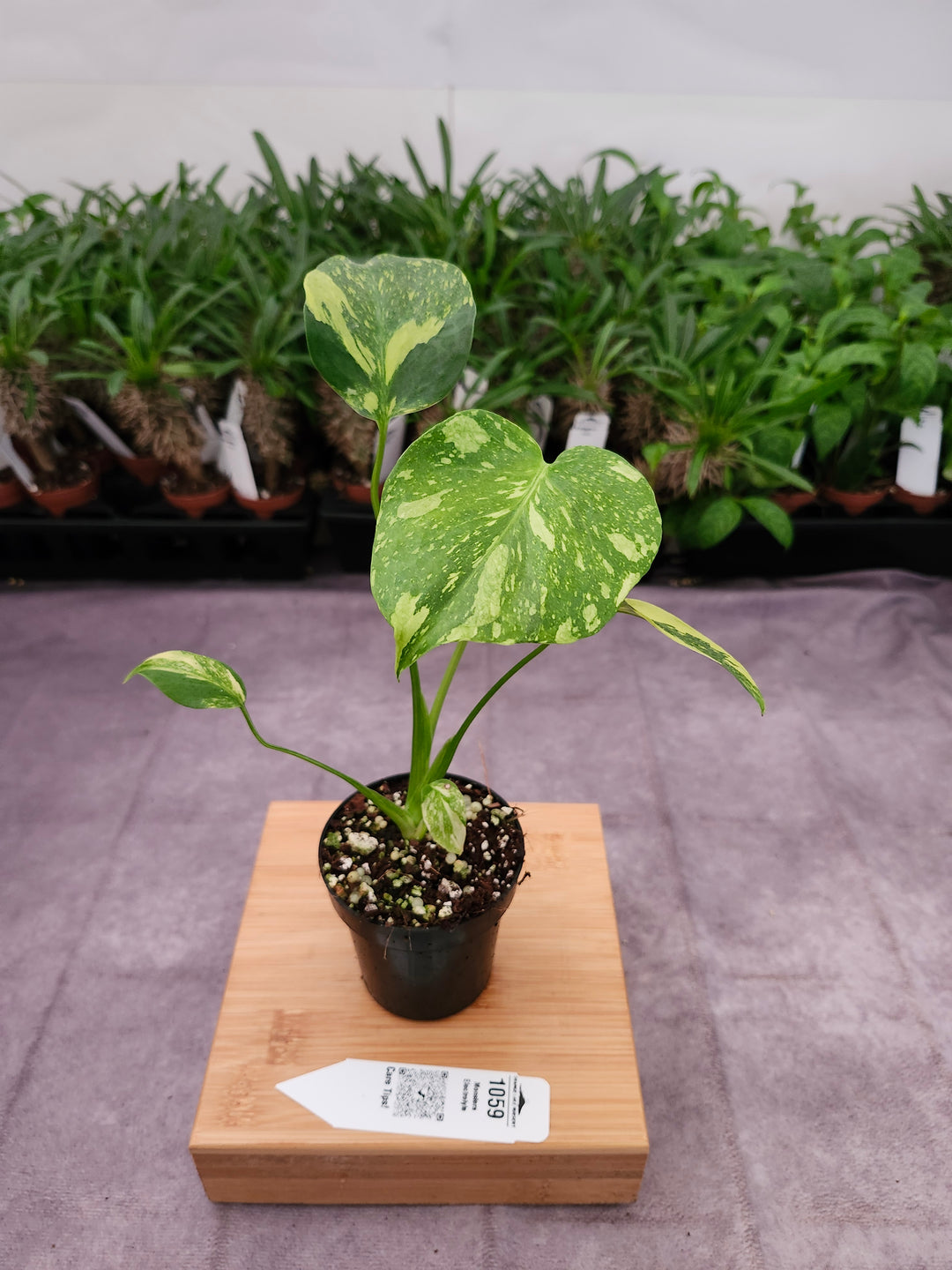 Monstera Electrolyte (3in)-1059