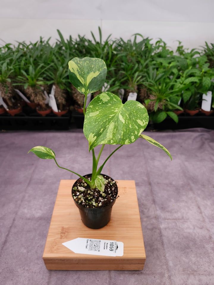Monstera Electrolyte (3in)-1059