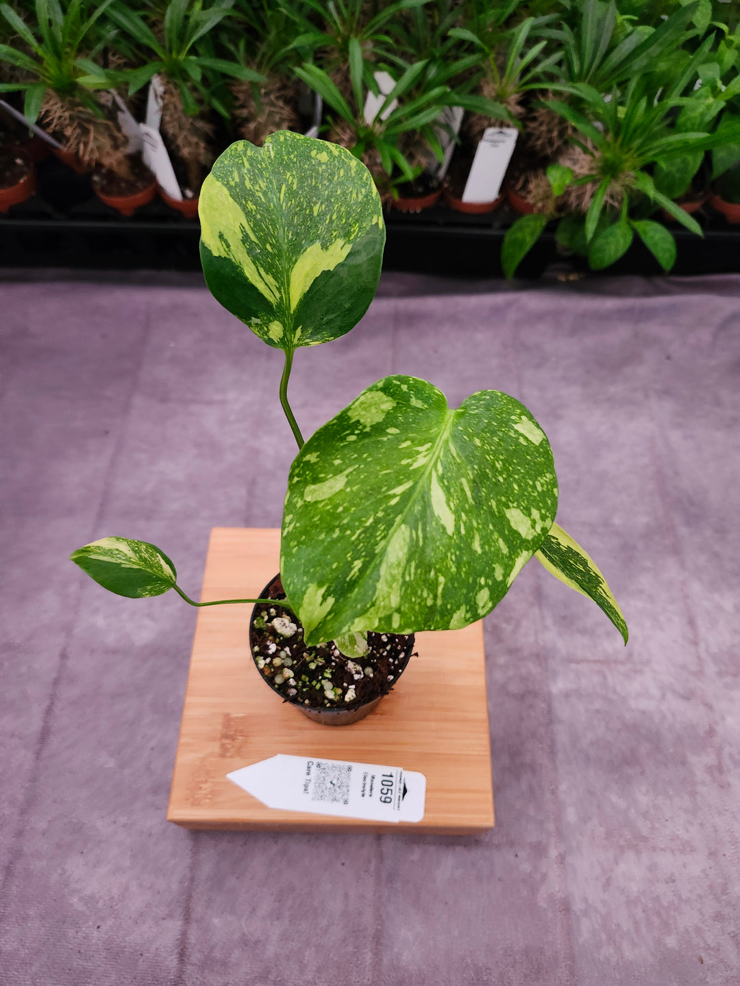 Monstera Electrolyte (3in)-1059