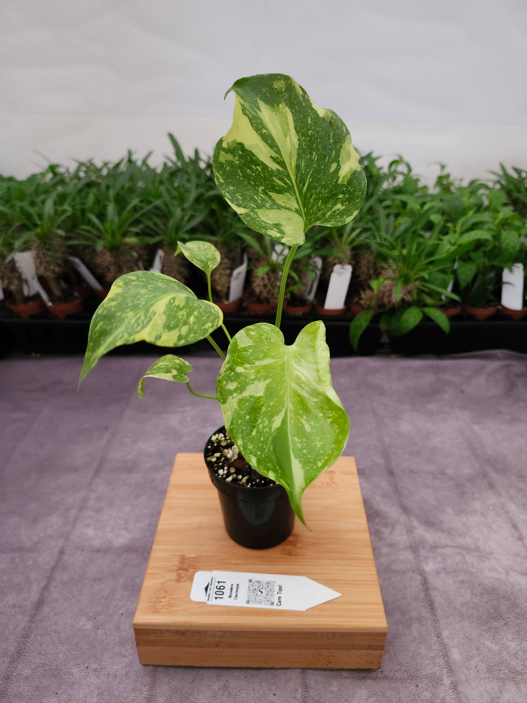 Monstera Electrolyte (3in)-1061