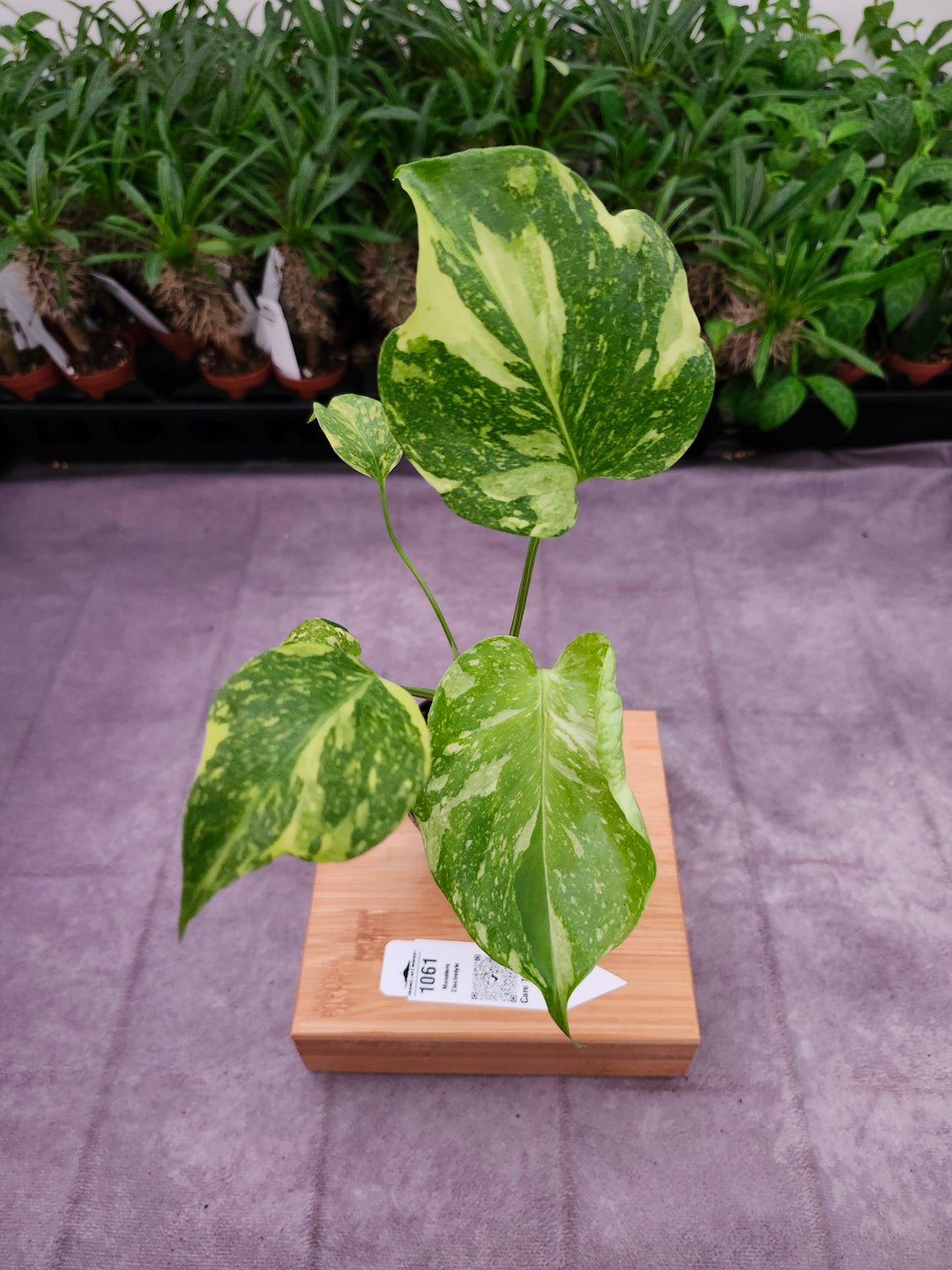 Monstera Electrolyte (3in)-1061