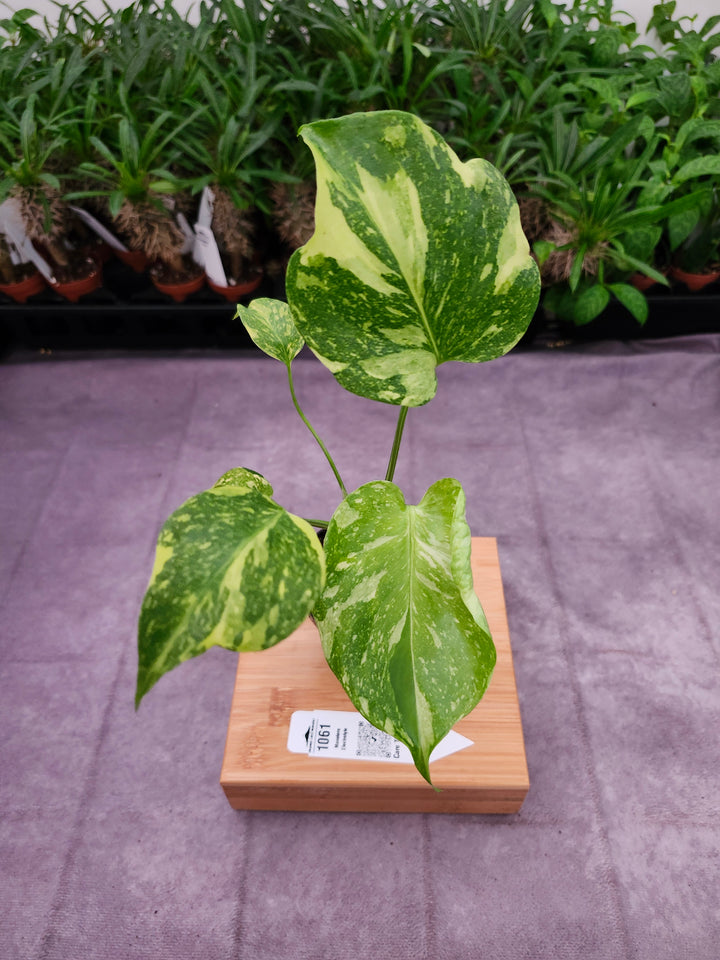 Monstera Electrolyte (3in)-1061