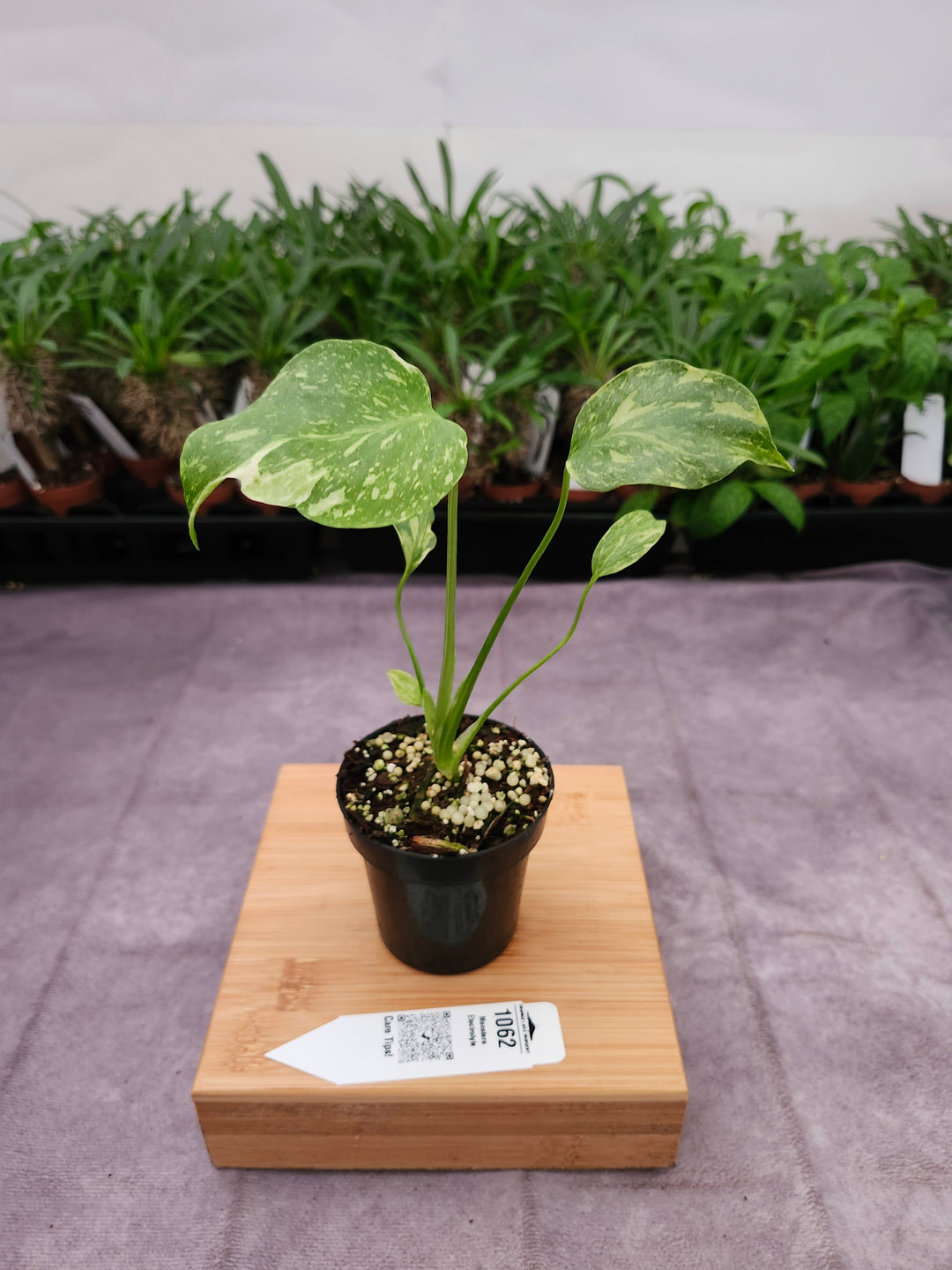 Monstera Electrolyte (3in)-1062