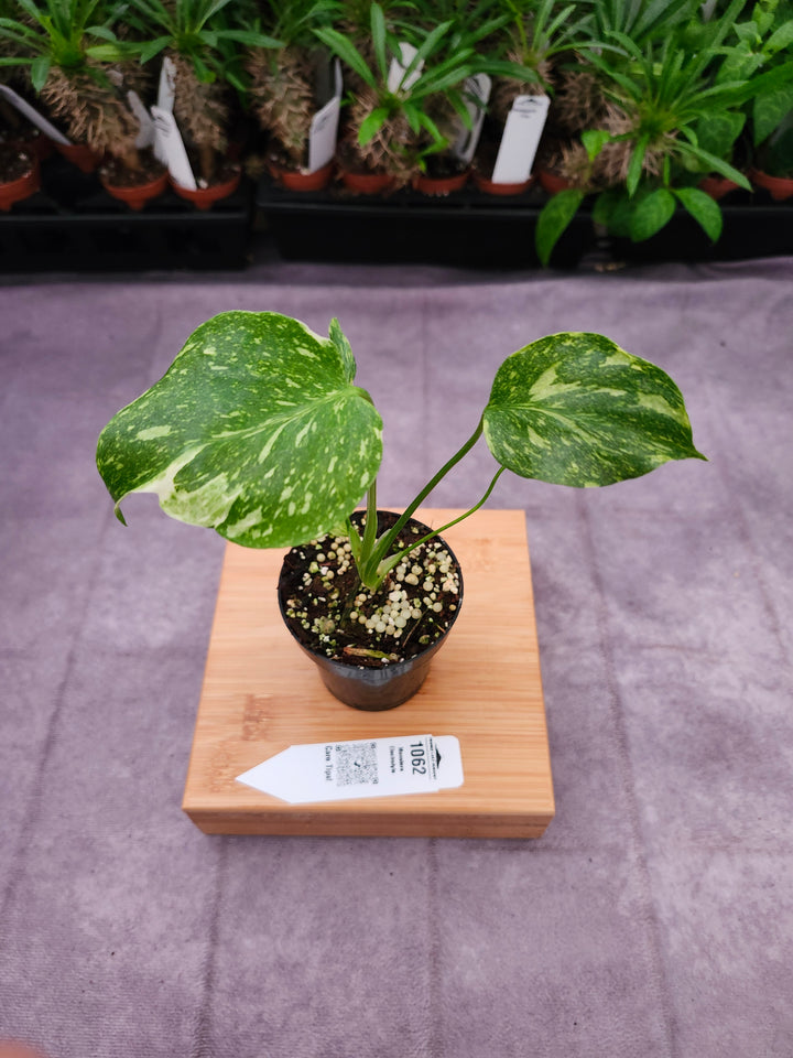 Monstera Electrolyte (3in)-1062