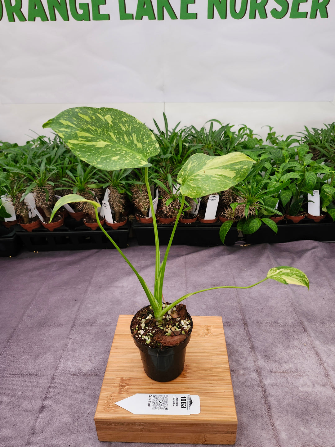Monstera Electrolyte (3in)-1063
