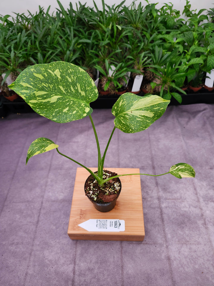 Monstera Electrolyte (3in)-1063