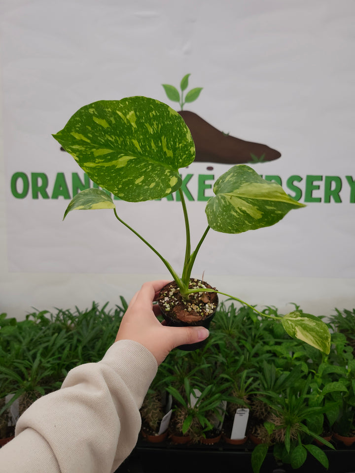 Monstera Electrolyte (3in)-1063