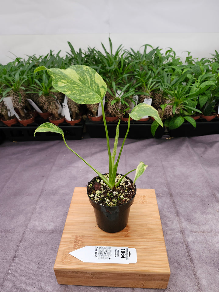 Monstera Electrolyte (3in)-1064