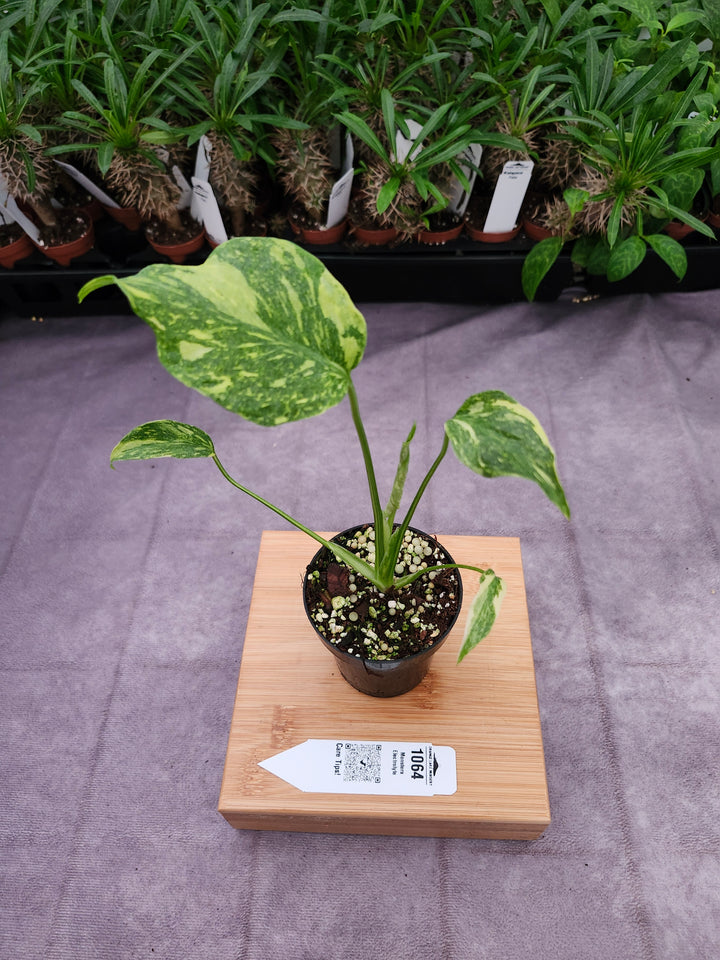Monstera Electrolyte (3in)-1064