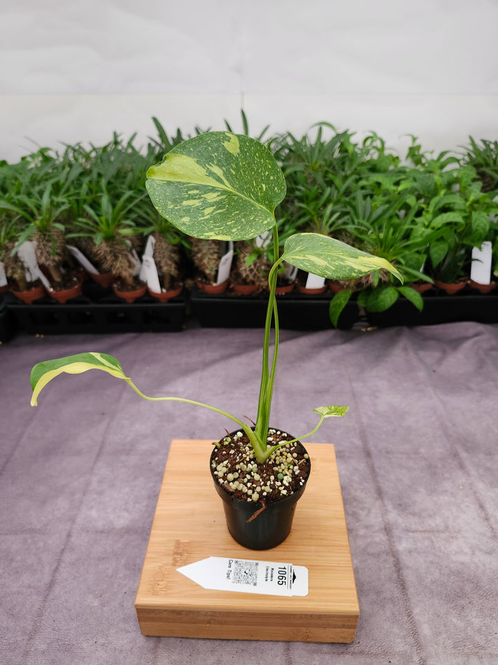 Monstera Electrolyte (3in)-1065