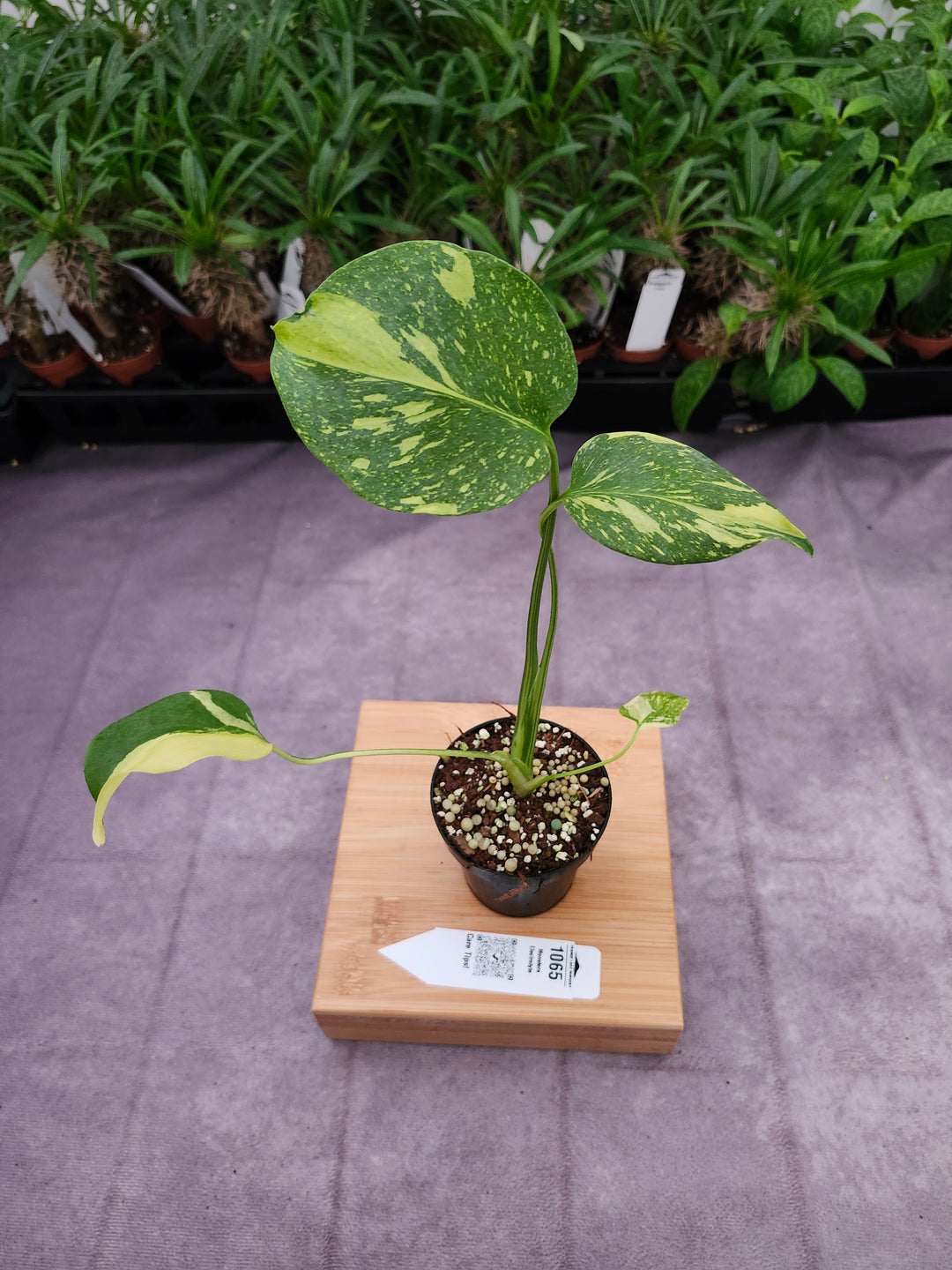 Monstera Electrolyte (3in)-1065