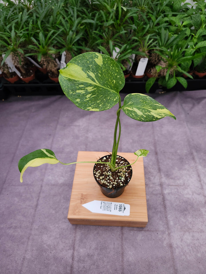 Monstera Electrolyte (3in)-1065