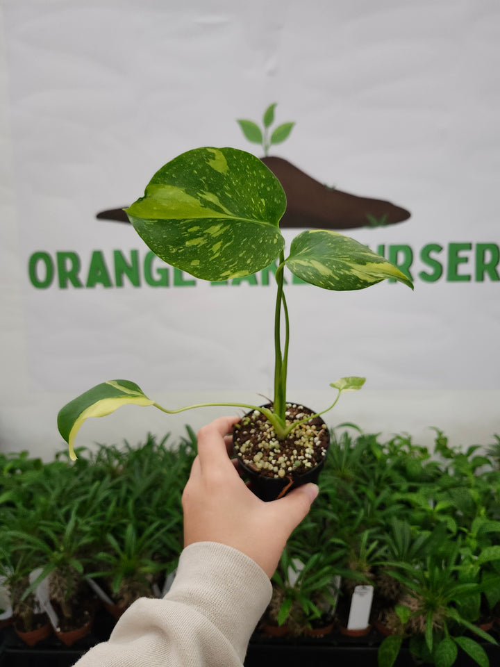 Monstera Electrolyte (3in)-1065