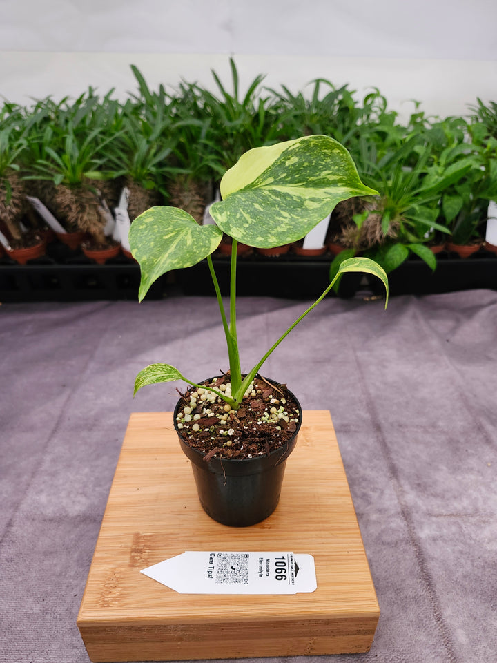 Monstera Electrolyte (3in)-1066