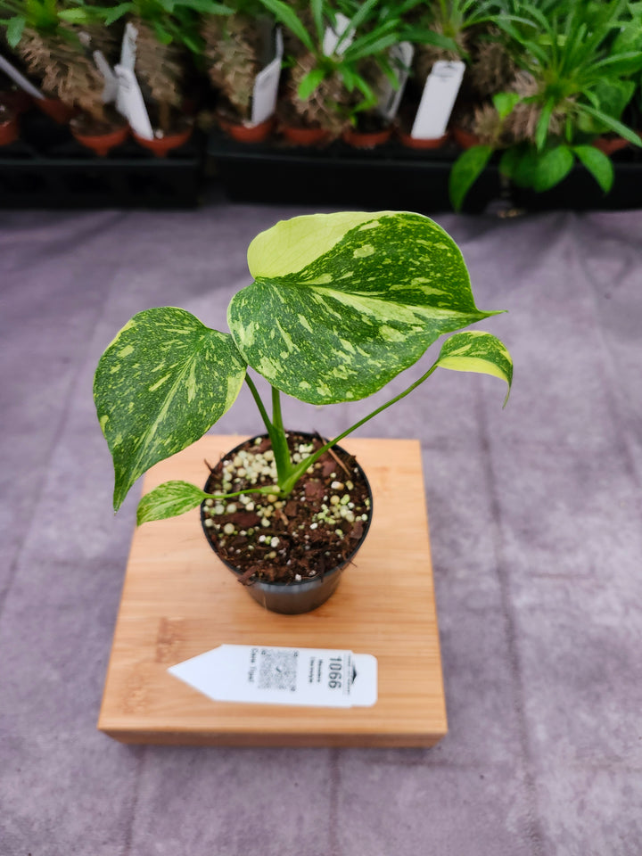 Monstera Electrolyte (3in)-1066