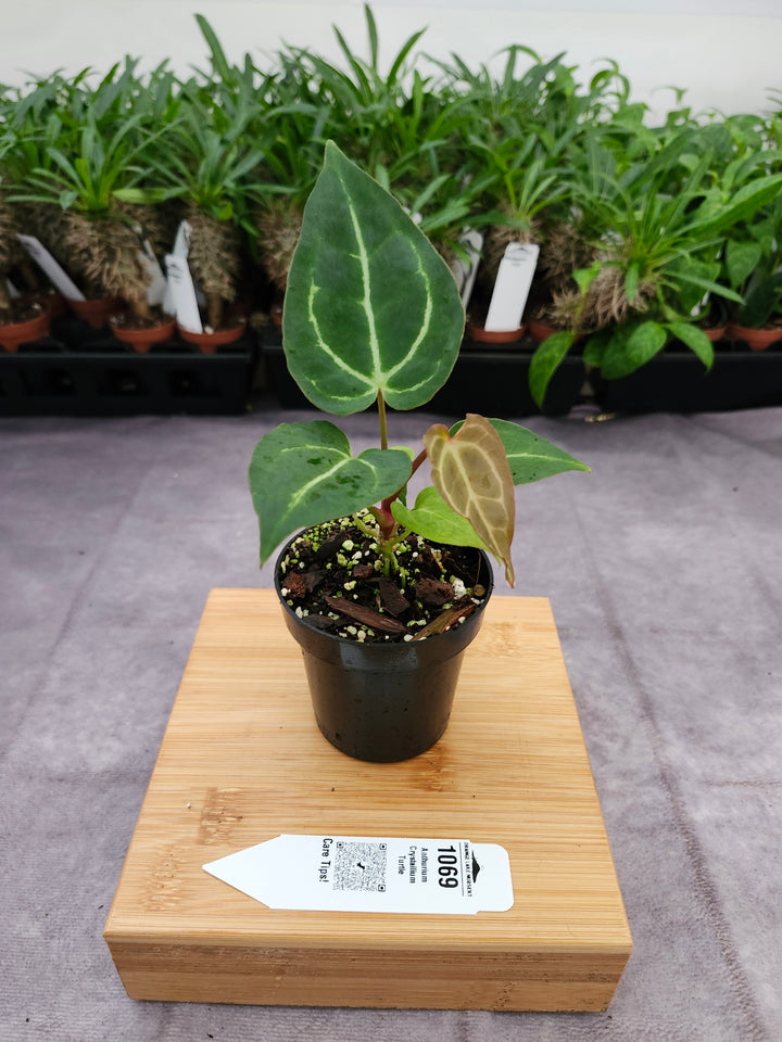 Anthurium Crystallium Turtle (3in)- 1069