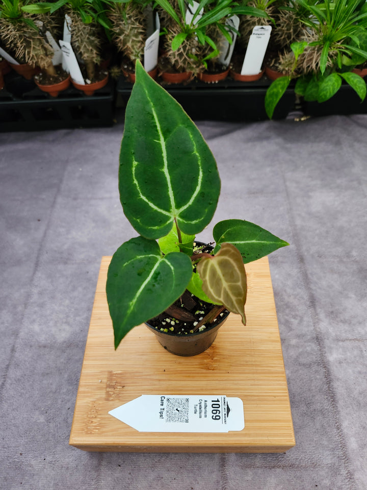 Anthurium Crystallium Turtle (3in)- 1069