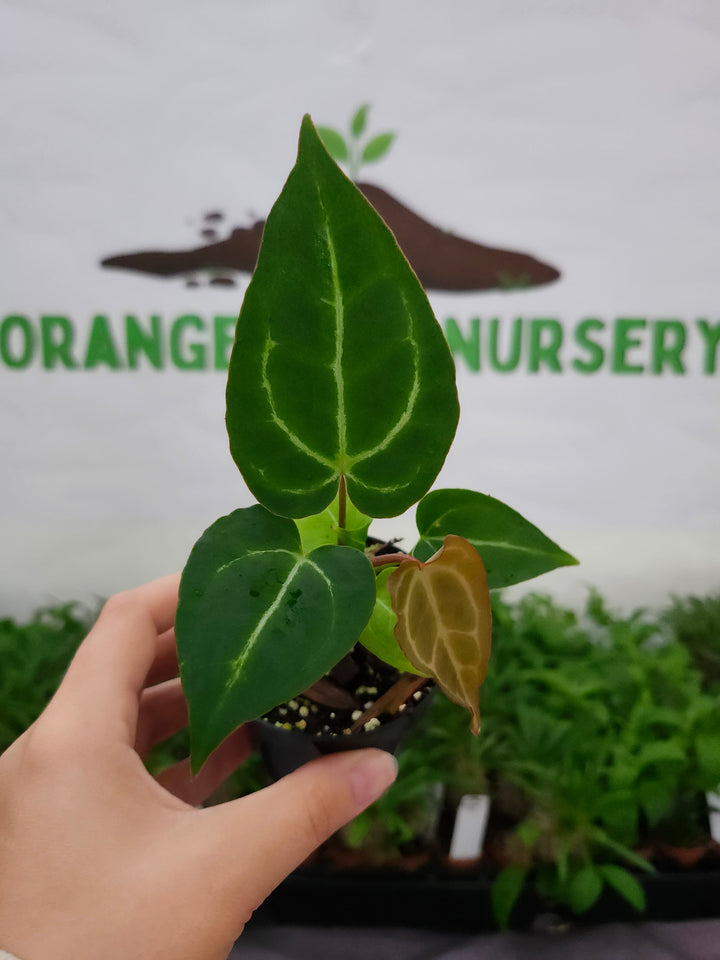 Anthurium Crystallium Turtle (3in)- 1069