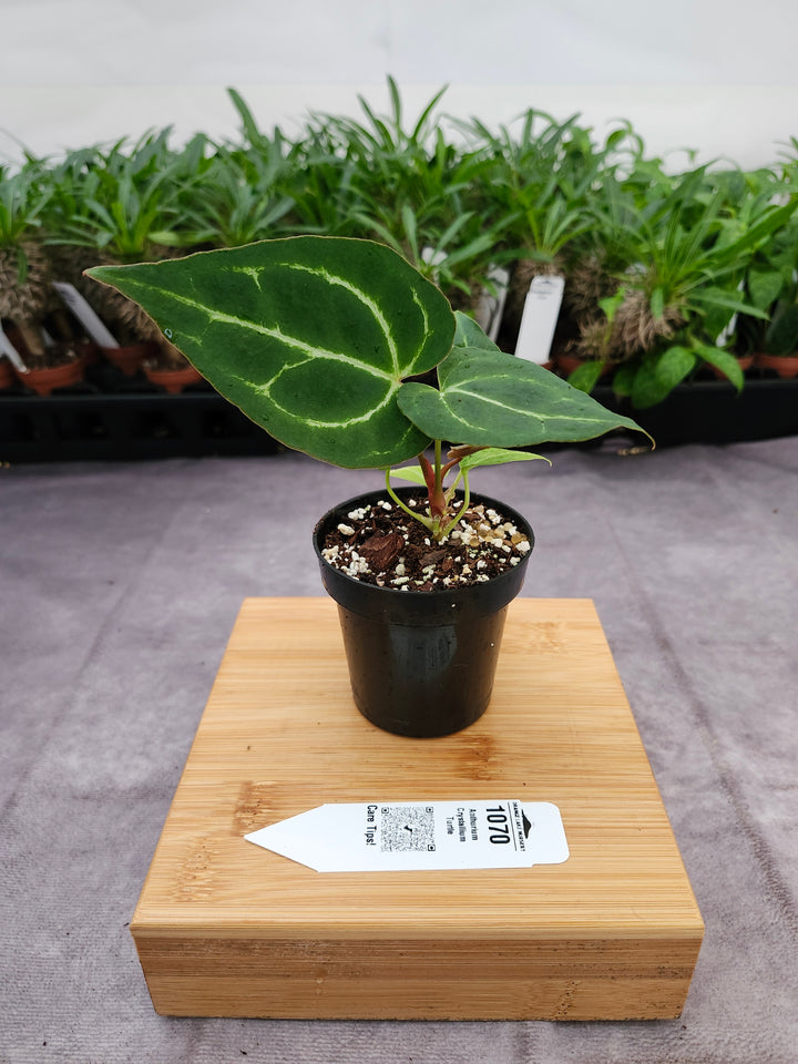 Anthurium Crystallium Turtle (3in)- 1070
