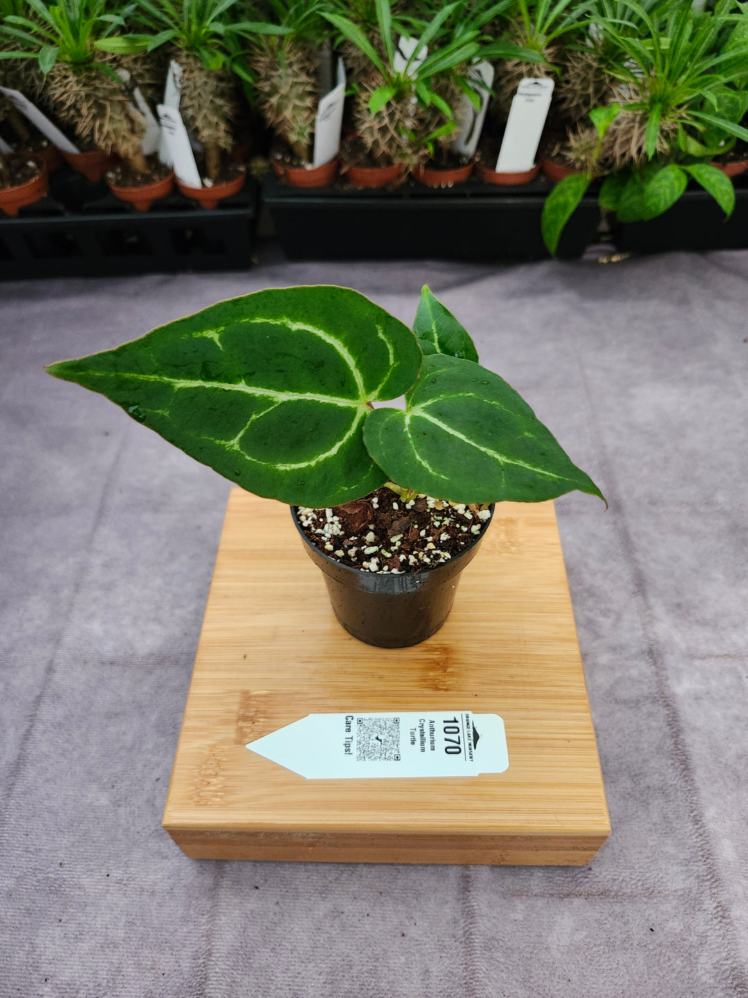 Anthurium Crystallium Turtle (3in)- 1070