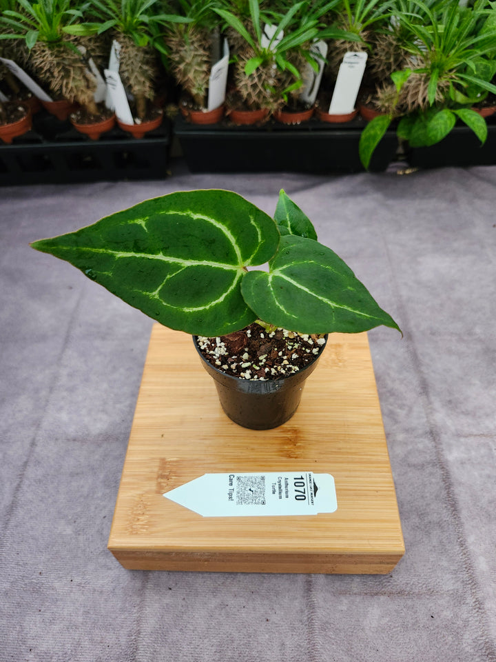 Anthurium Crystallium Turtle (3in)- 1070