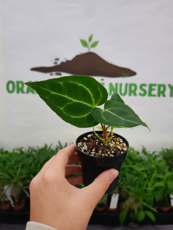 Anthurium Crystallium Turtle (3in)- 1070