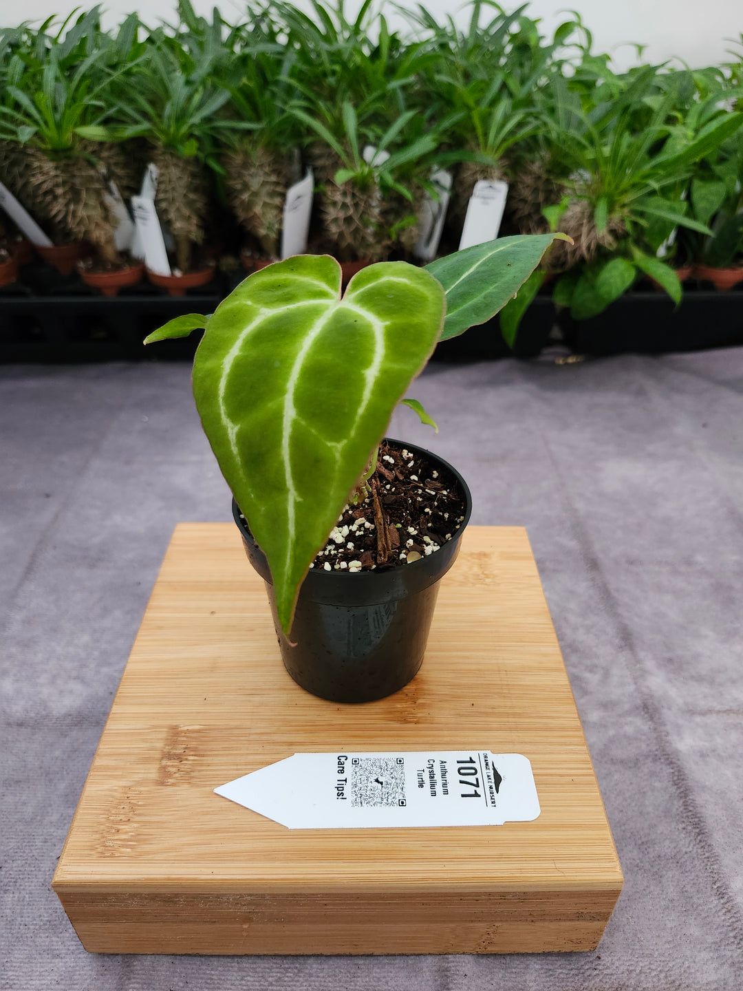 Anthurium Crystallium Turtle (3in)- 1071